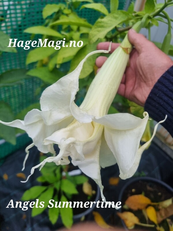 Engletrompet/Brugmansia Angels Summertime