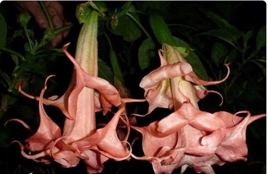 Engletrompet/Brugmansia Razzle Dazzle
