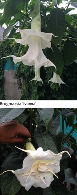 Engletrompet/Brugmansia Ivonna
