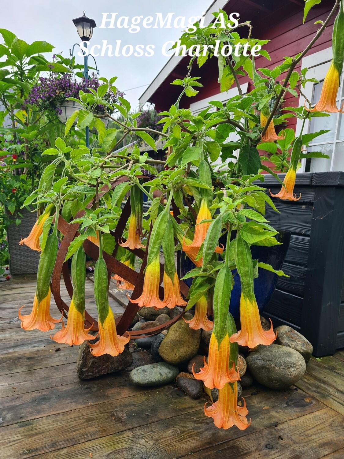 Engletrompet/Brugmansia Schloss Charlotte
