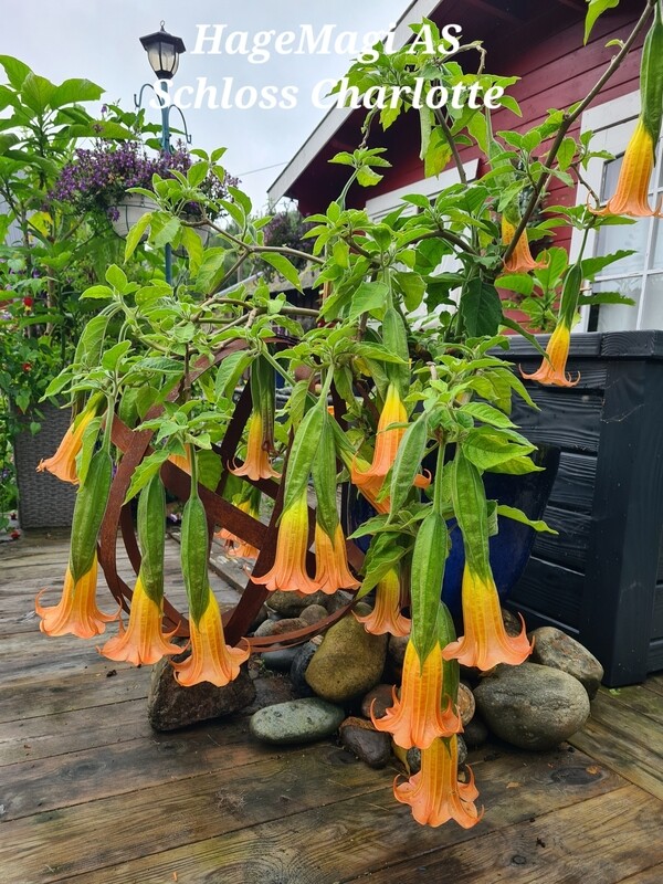 Engletrompet/Brugmansia Schloss Charlotte