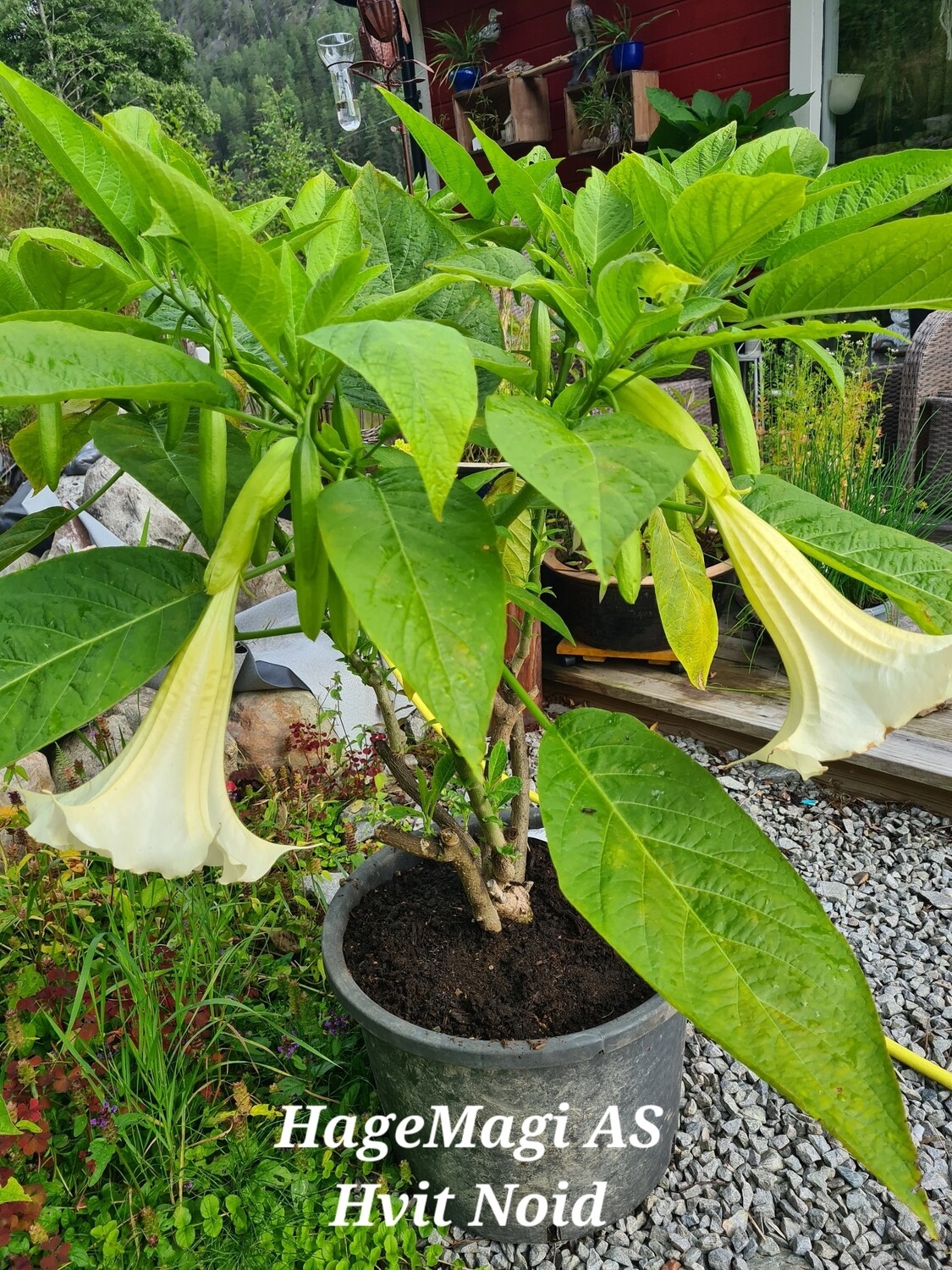 Engletrompet/Brugmansia Noid enkel hvit