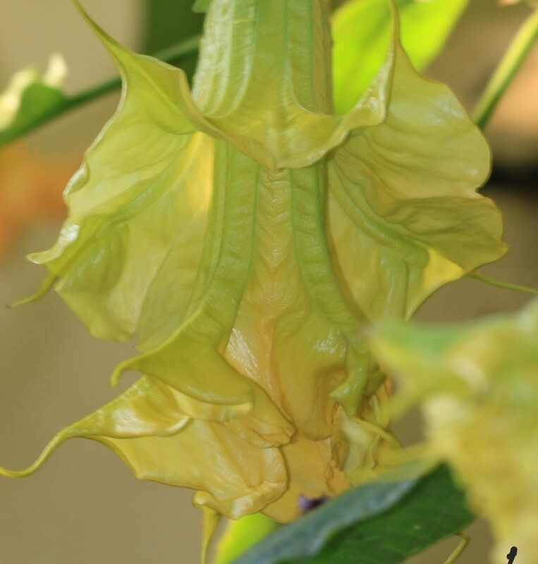Engletrompet/Brugmansia DS Salsa