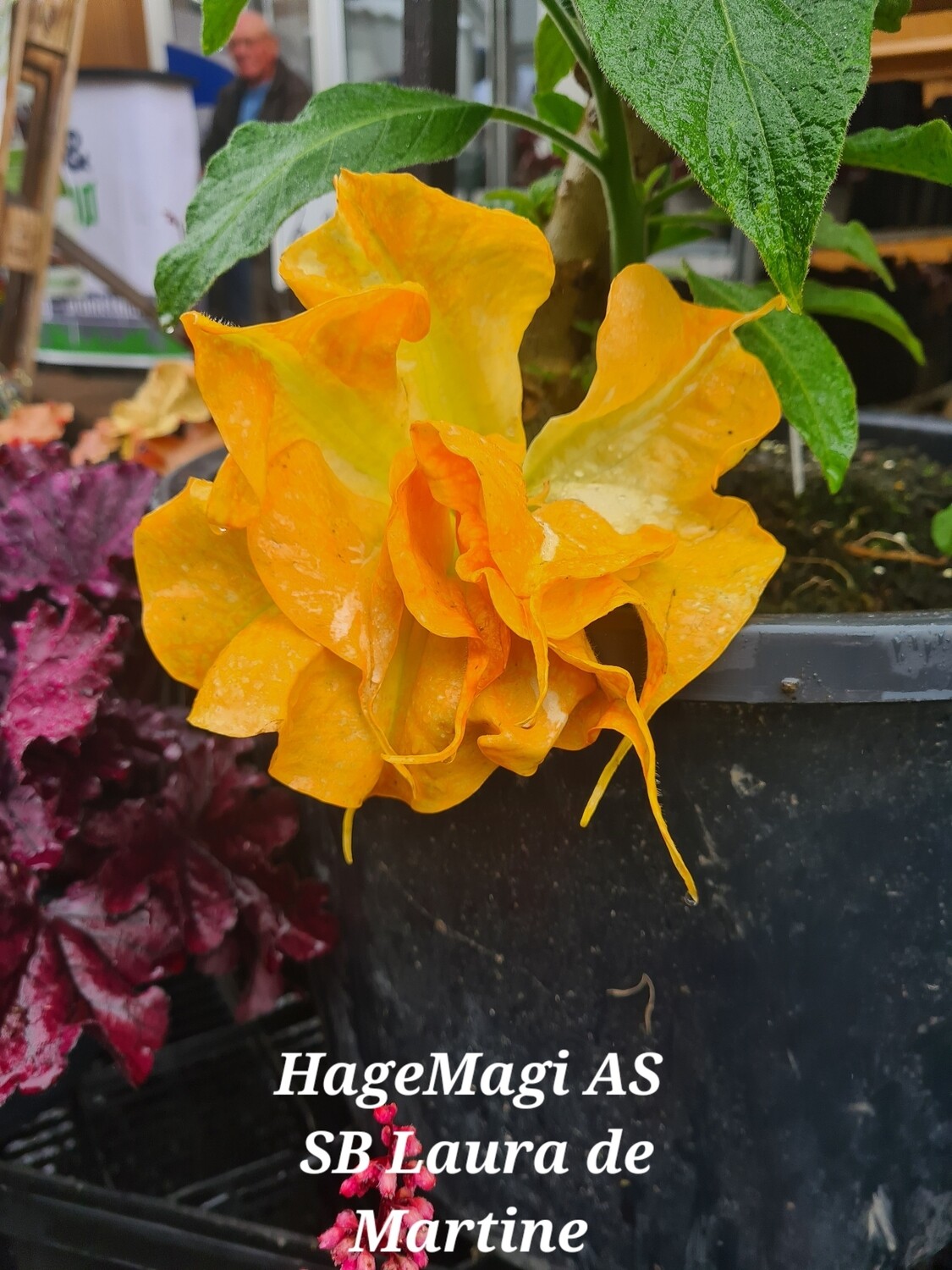 Engletrompet/Brugmansia SB Laura de Martine 