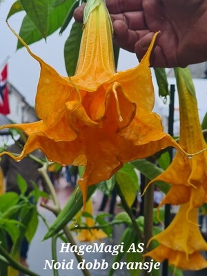 Engletrompet/Brugmansia Noid dobb orange