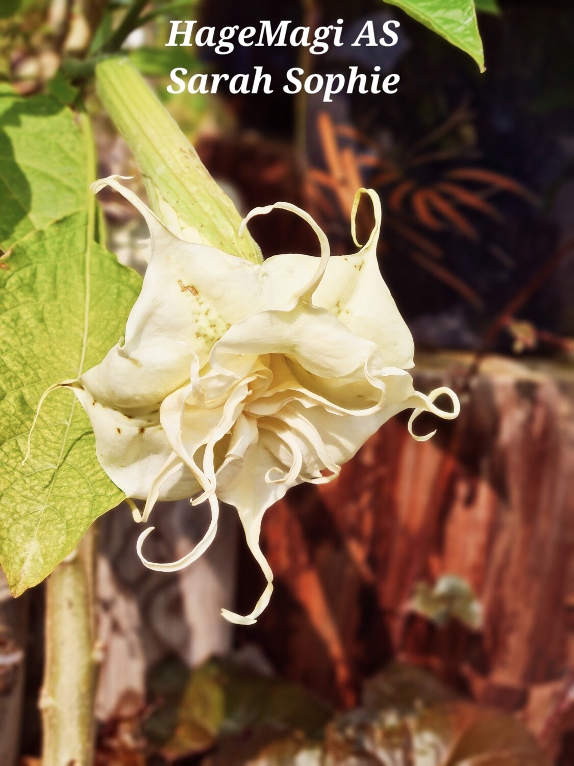 Engletrompet/Brugmansia Sarah Sophie