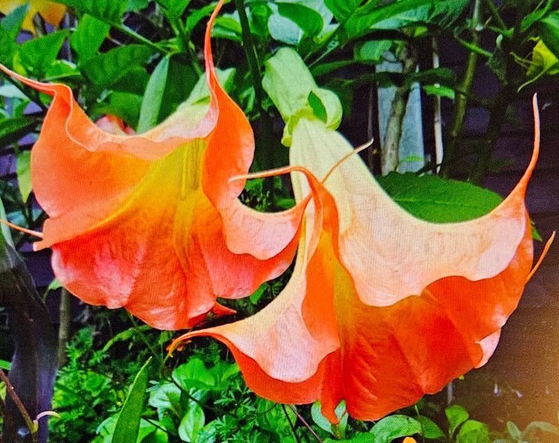 Engletrompet/Brugmansia Aube Sanguine