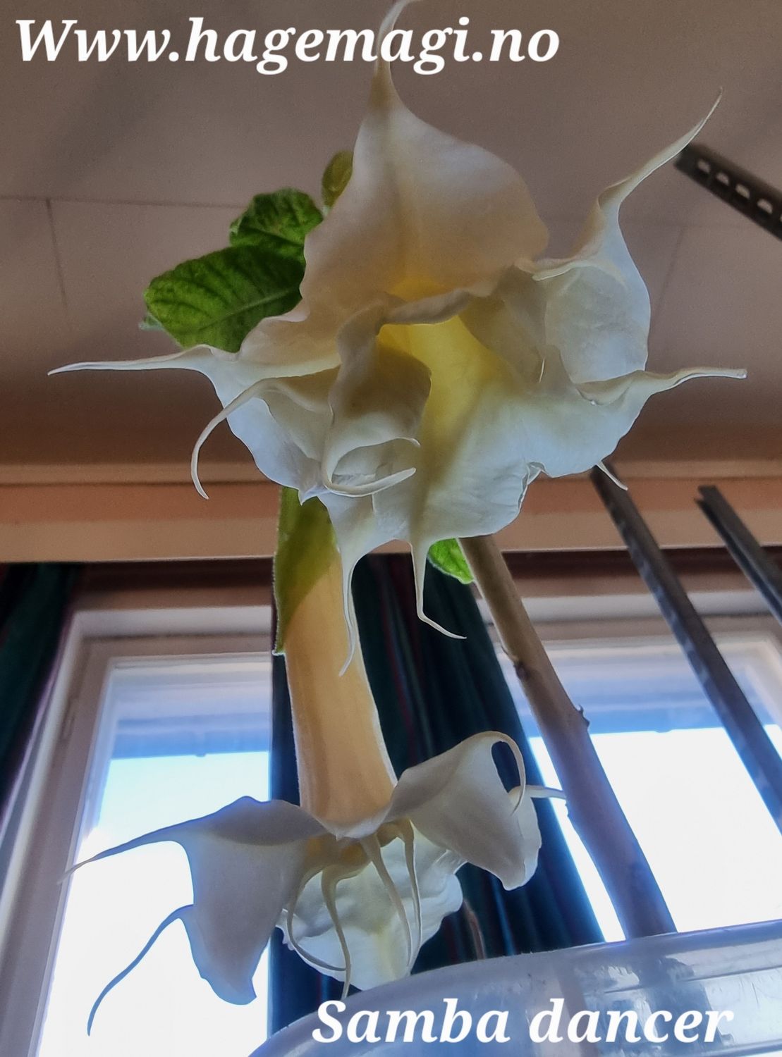 Engletrompet/Brugmansia Samba Dancer