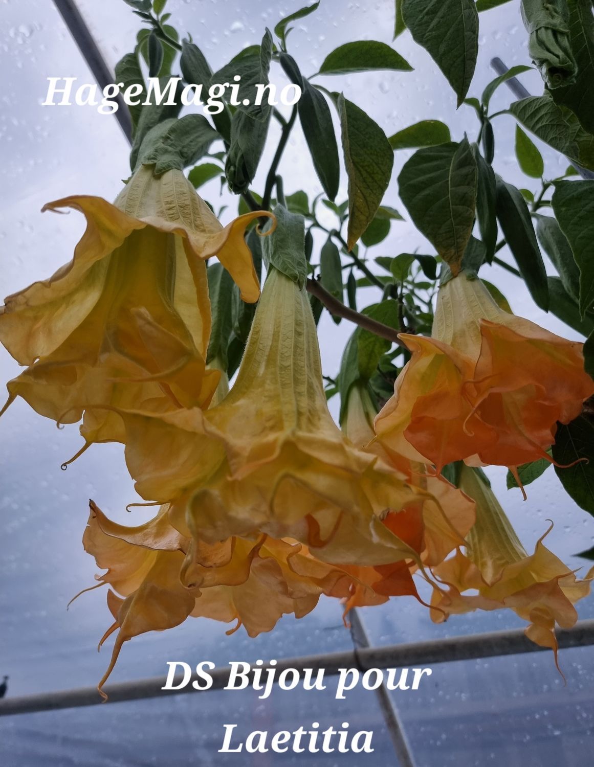 Engletrompet/Brugmansia DS Bijou pour Laetitia