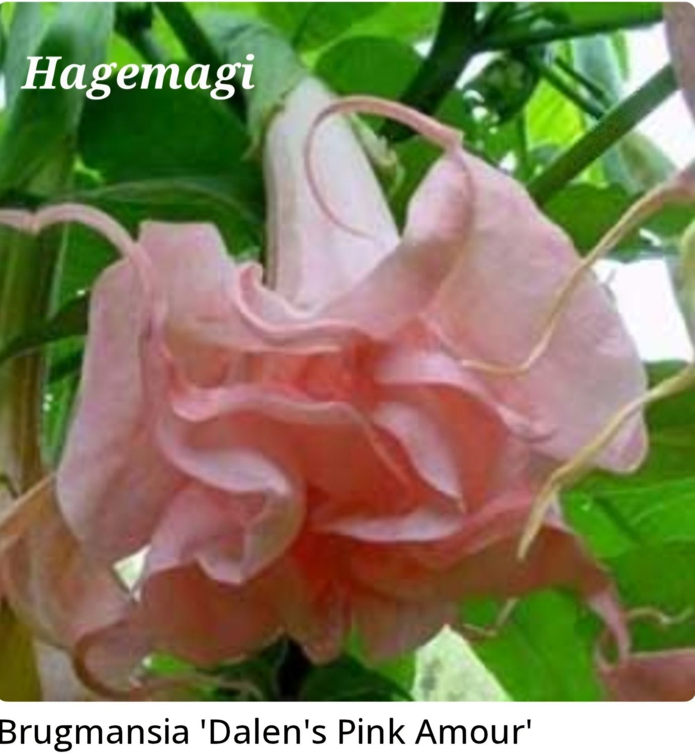 Engletrompet/Brugmansia Dalen's Pink Amour