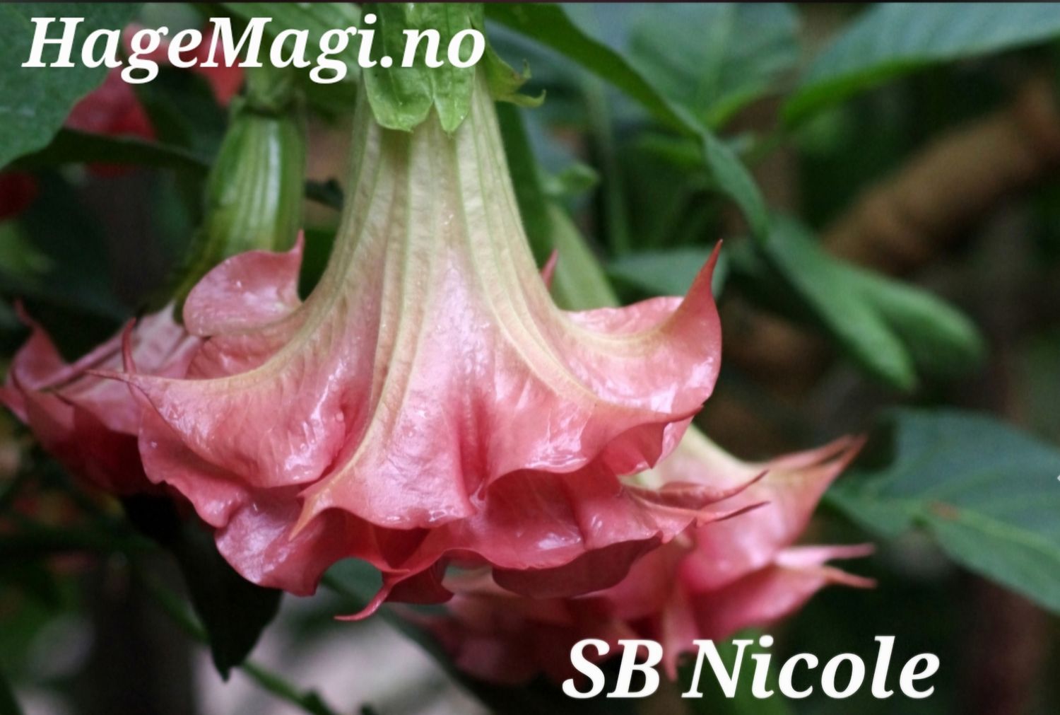 Engletrompet/Brugmansia SB Nicole