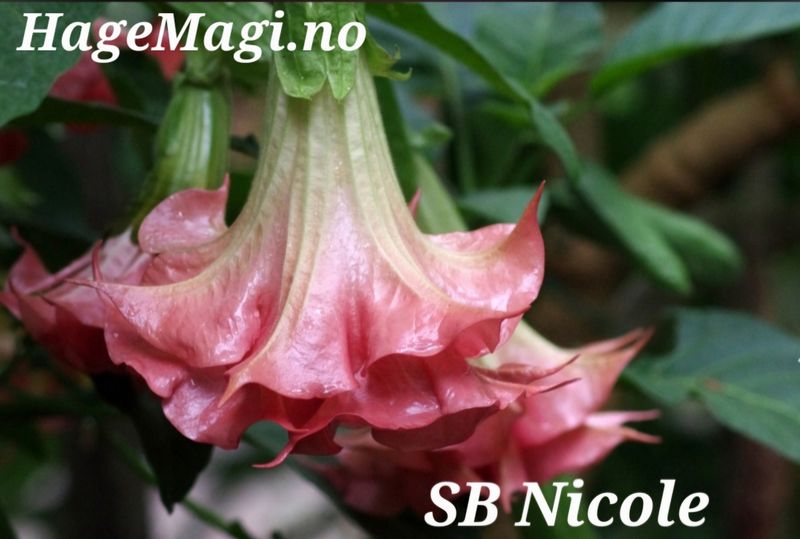 Engletrompet/Brugmansia SB Nicole