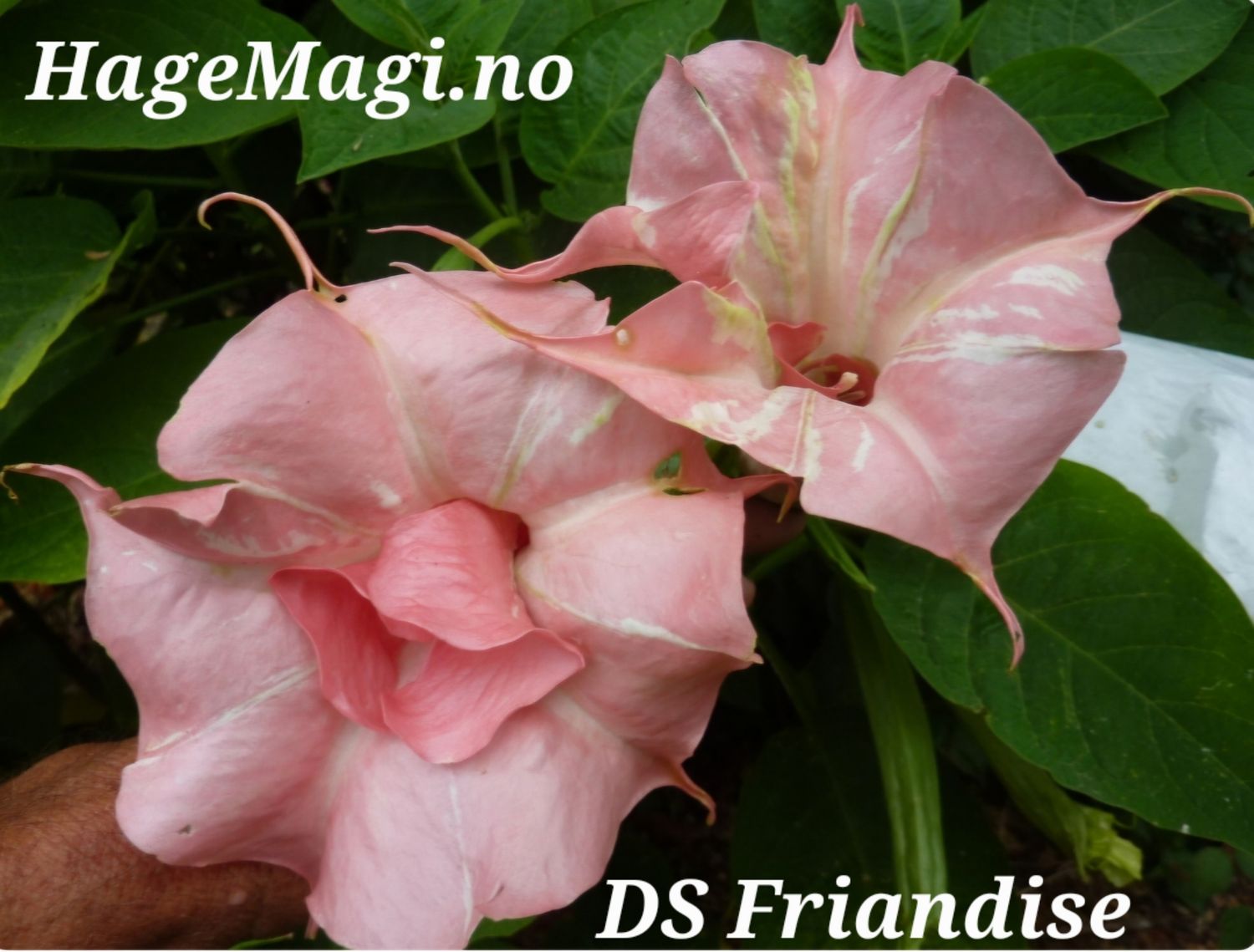 Engletrompet/Brugmansia DS Friandise