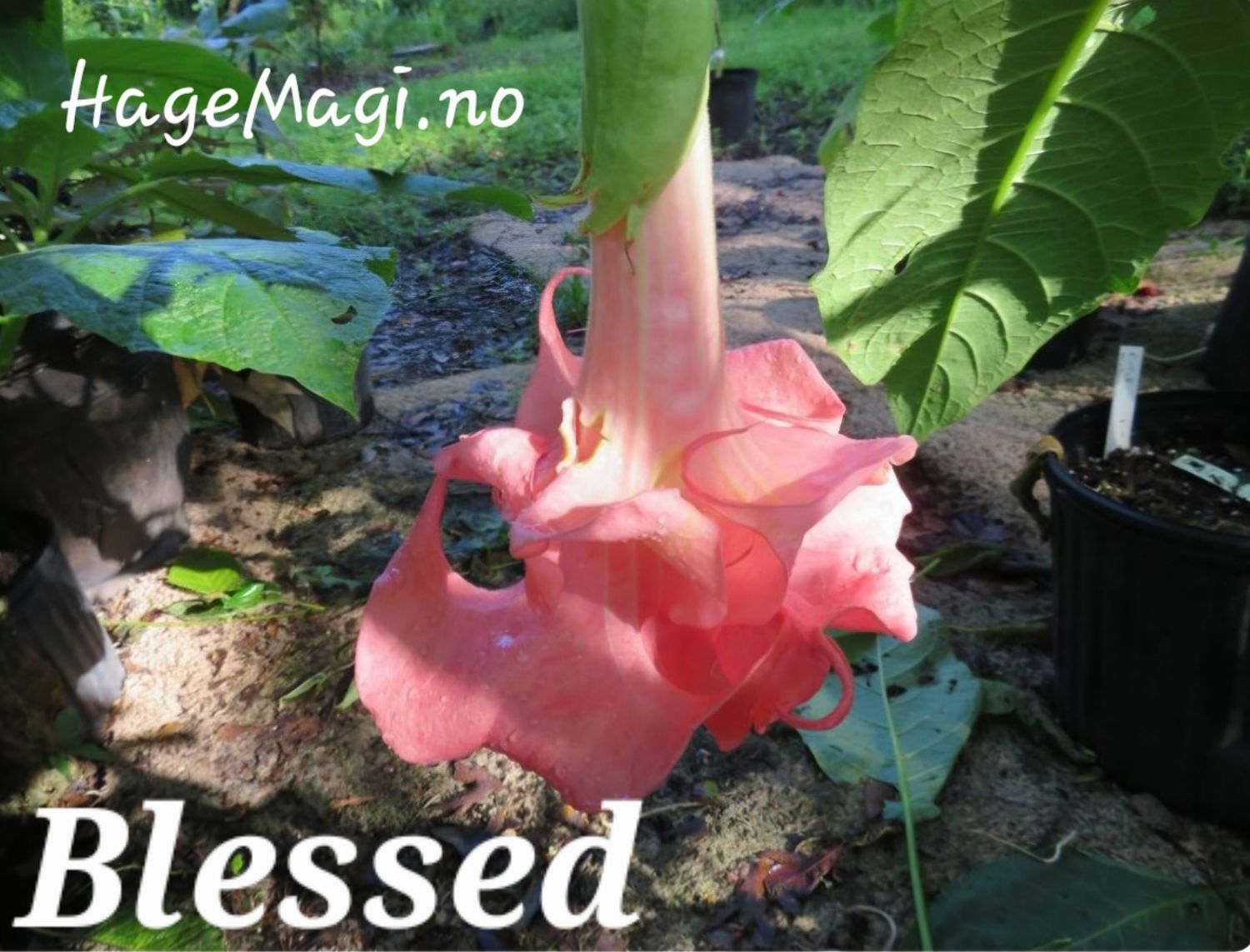 Engletrompet/Brugmansia Blessed