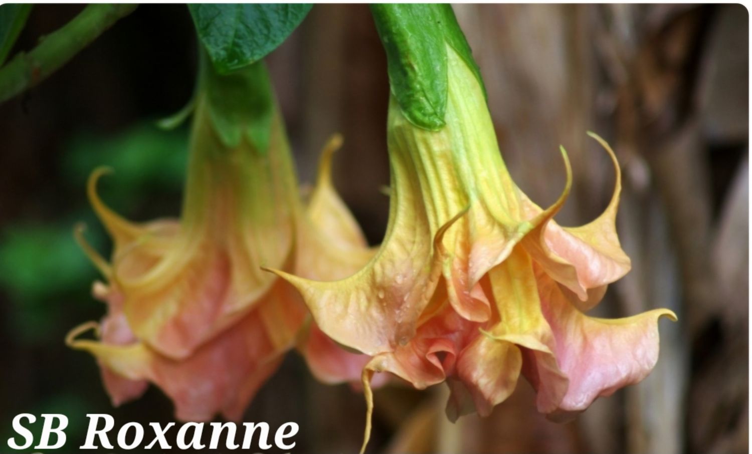 Engletrompet/Brugmansia SB Roxanne