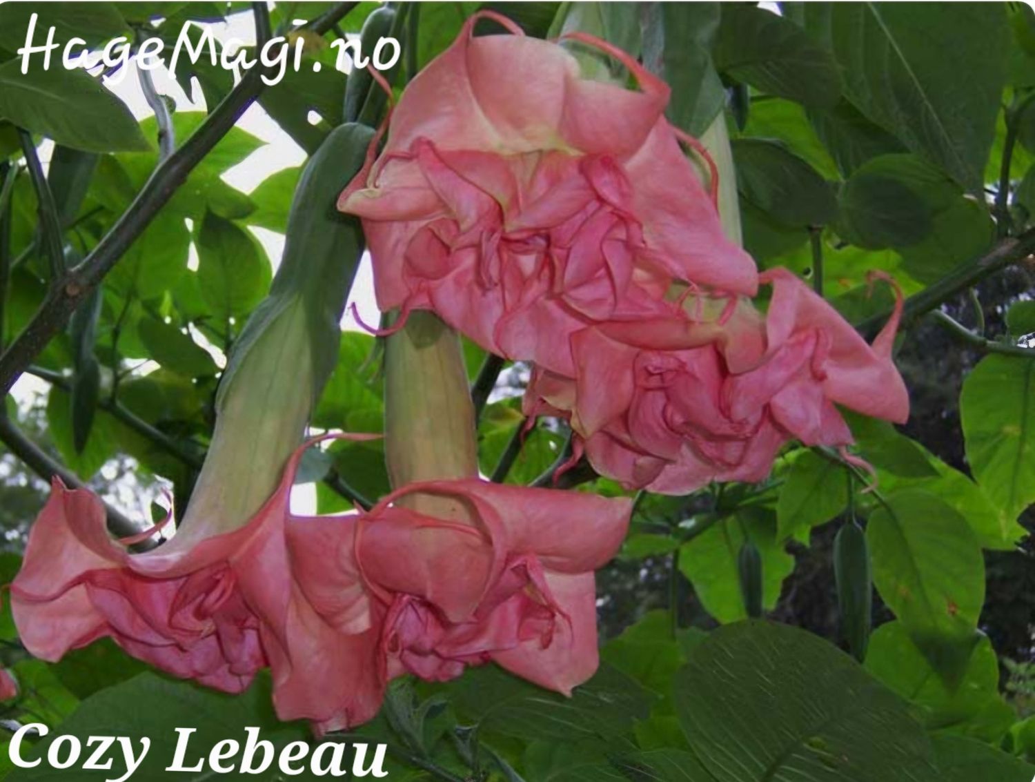 Engletrompet/Brugmansia Cozy Lebeau