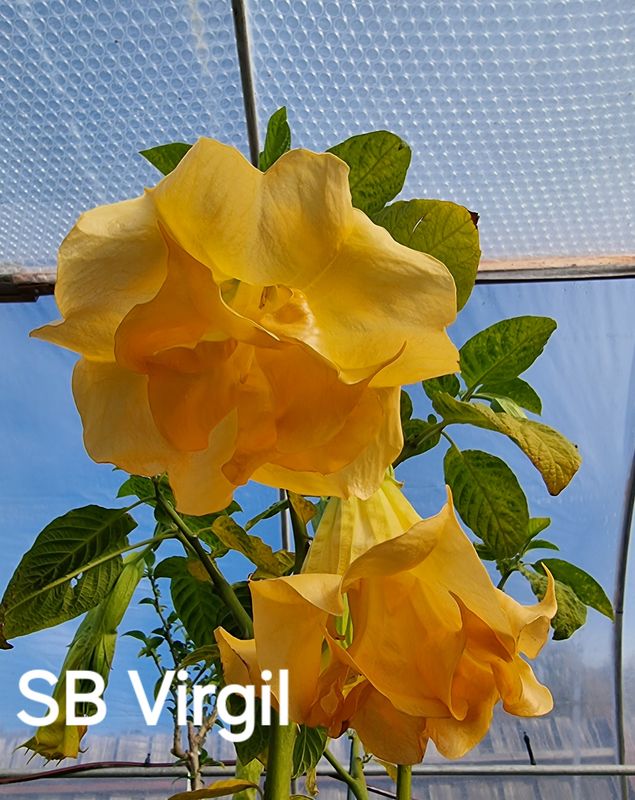 Engletrompet/Brugmansia SB Virgil Engletrompet/Brugmansia SB Virgil