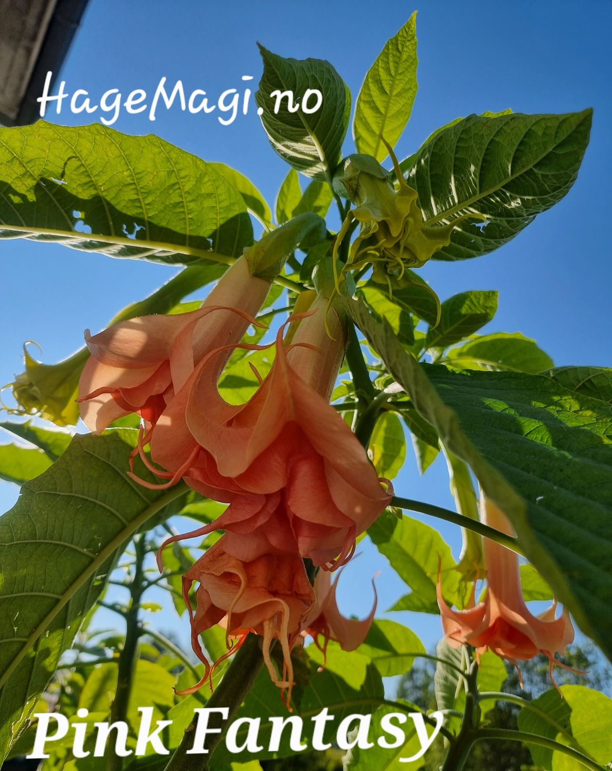 Engletrompet/brugmansia Pink Fantasy