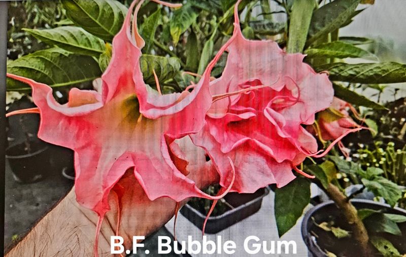 Engletrompet/Brugmansia BF Bubbel Gum