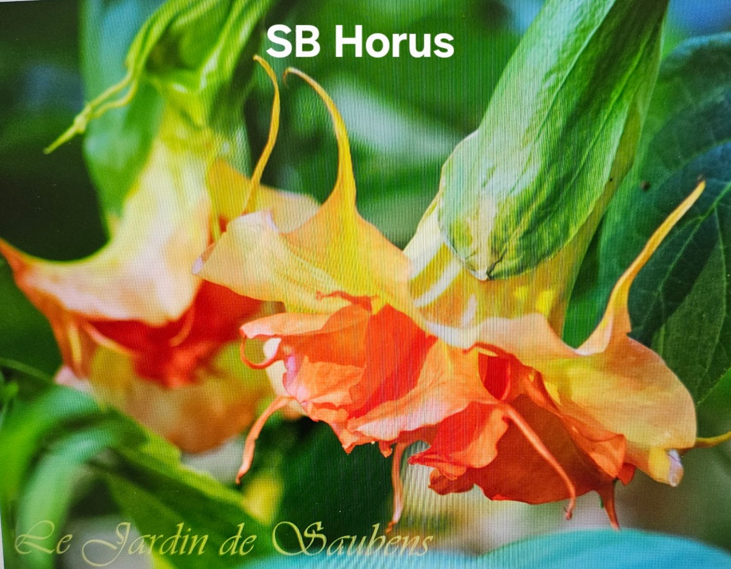 Engletrompet/Brugmansia SB Horus