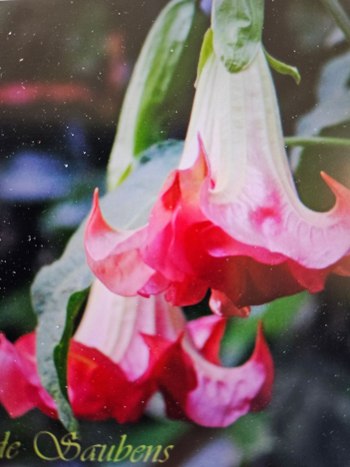 Engletrompet/Brugmansia SB Jotte