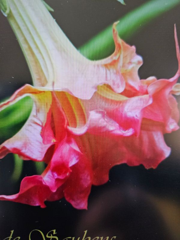 Engletrompet/Brugmansia SB Jolie Amanda 