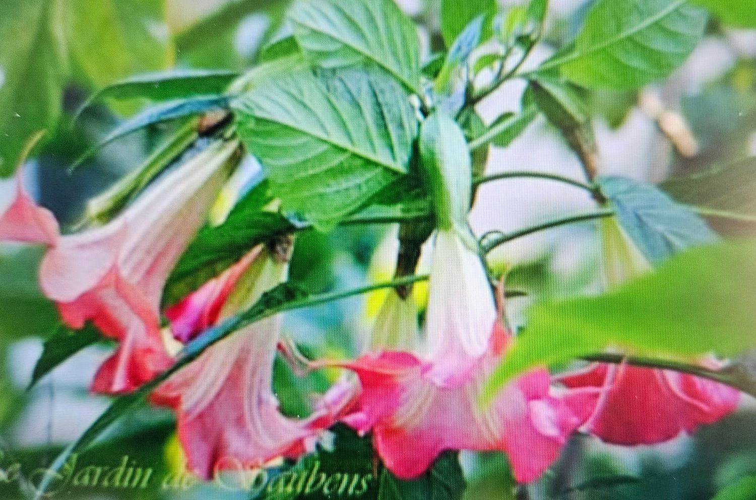 Engletrompet/Brugmansia SB Roseline