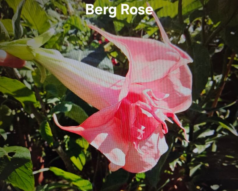 Engletrompet/Brugmansia Berg Rose