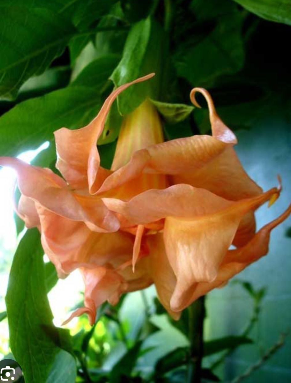Engletrompet/Brugmansia Miss Delish
