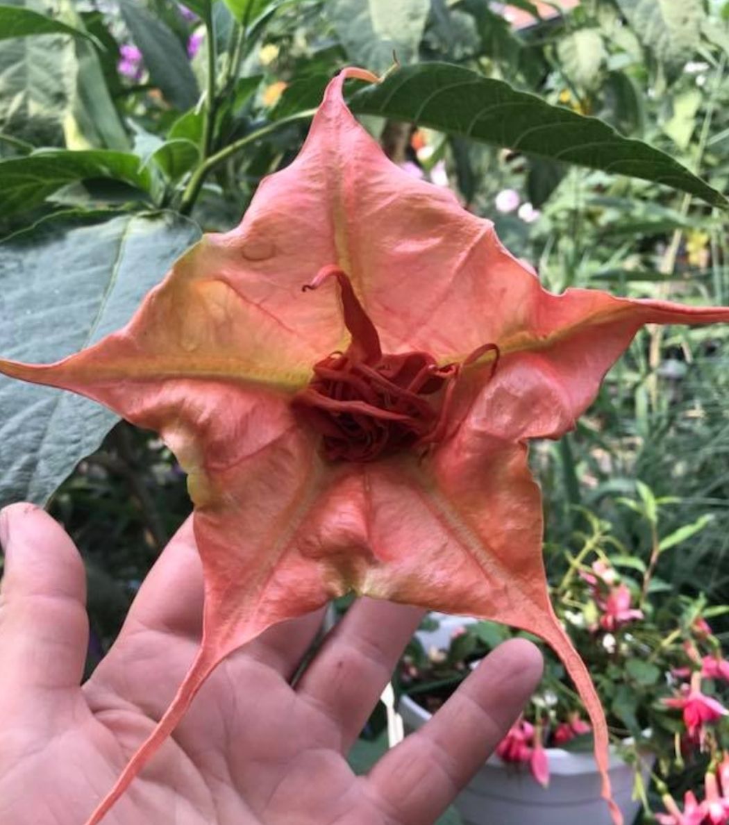 Engletrompet/Brugmansia BF Pride