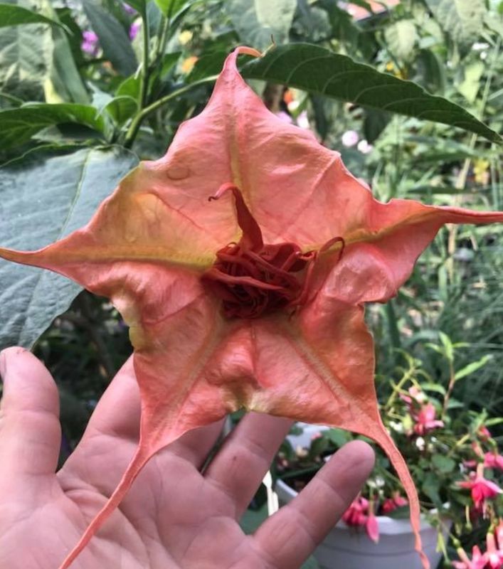 Engletrompet/Brugmansia BF Pride
