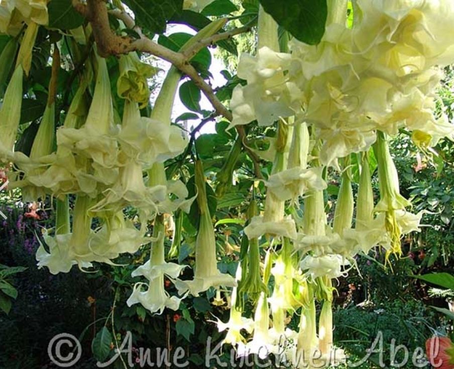 Engletrompet/Brugmansia Angels Love