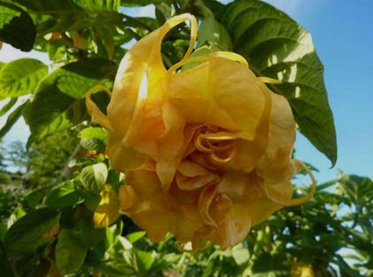 Engletrompet/Brugmansia DS Chercheur D'or