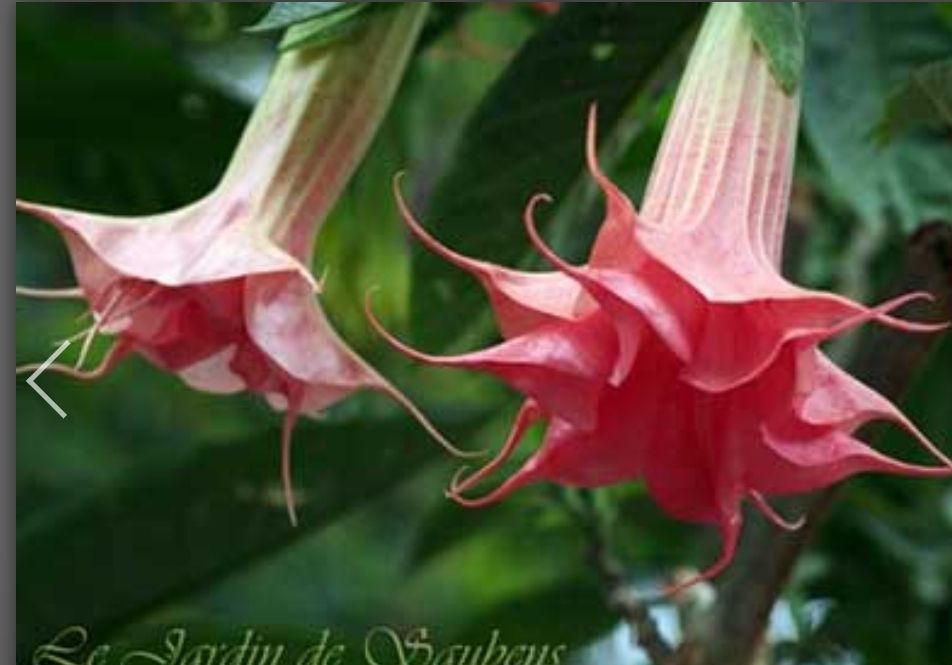 Engletrompet/Brugmansia SB Mitoune