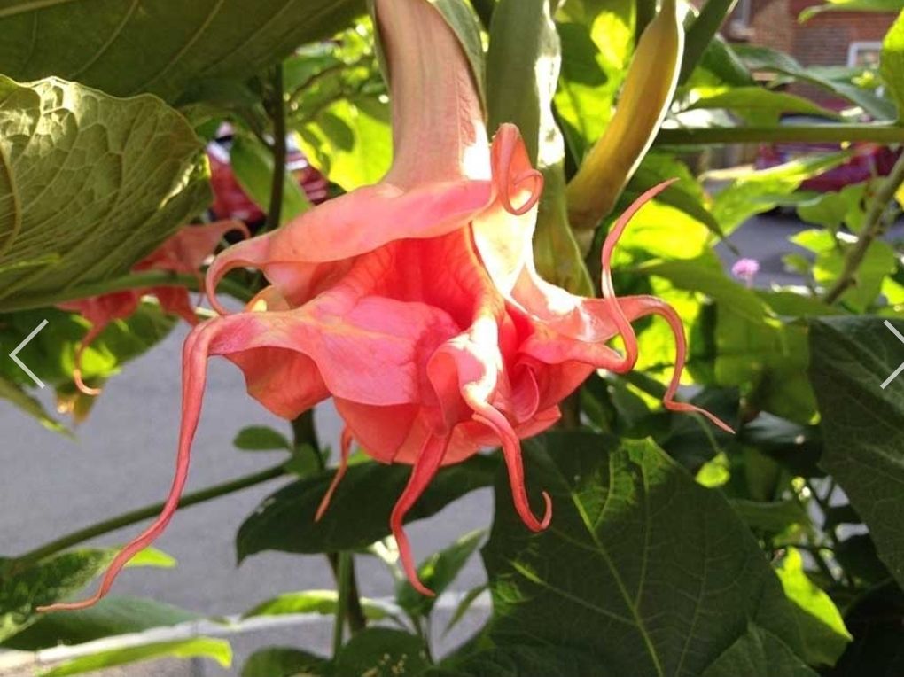 Engletrompet/Brugmansia Dolas Rosanreseli