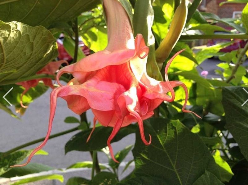 Engletrompet/Brugmansia Dolas Rosanreseli