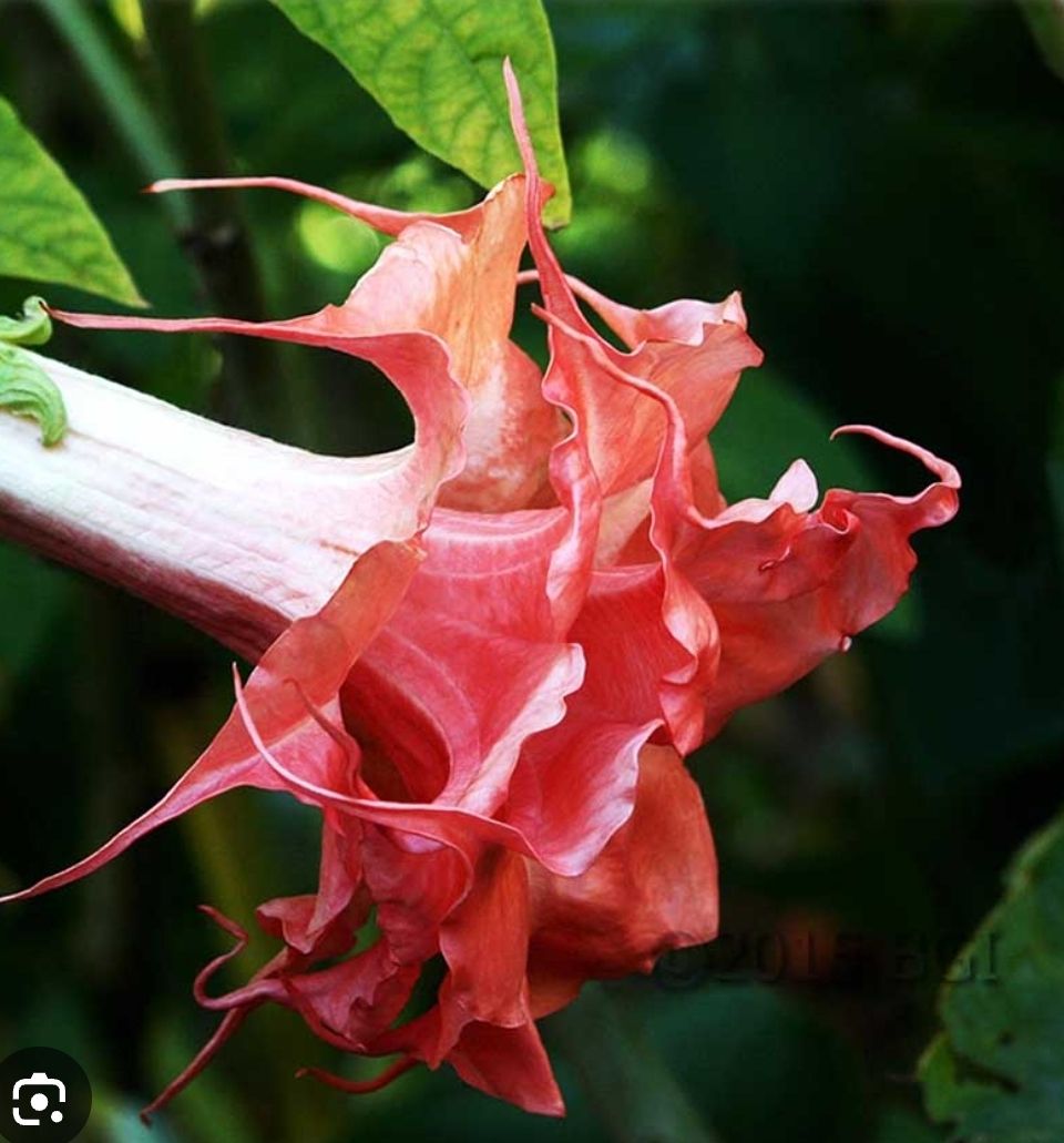 Engletrompet/Brugmansia Theas Libeling