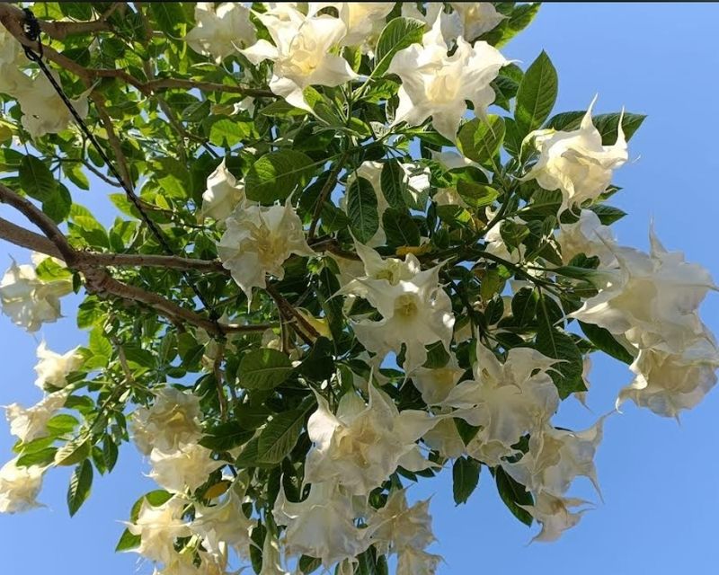 Engletrompet/Brugmansia Ivonna