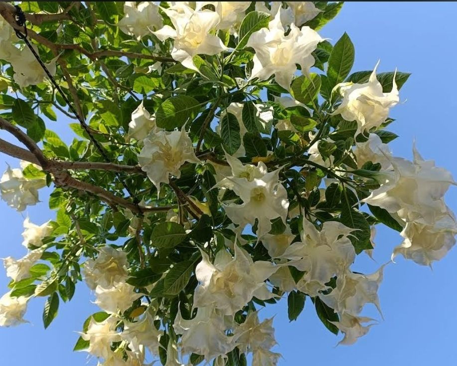 Engletrompet/Brugmansia Ivonna