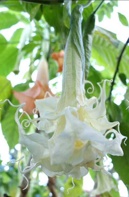 Engletrompet/Brugmansia Angels Summer Magic