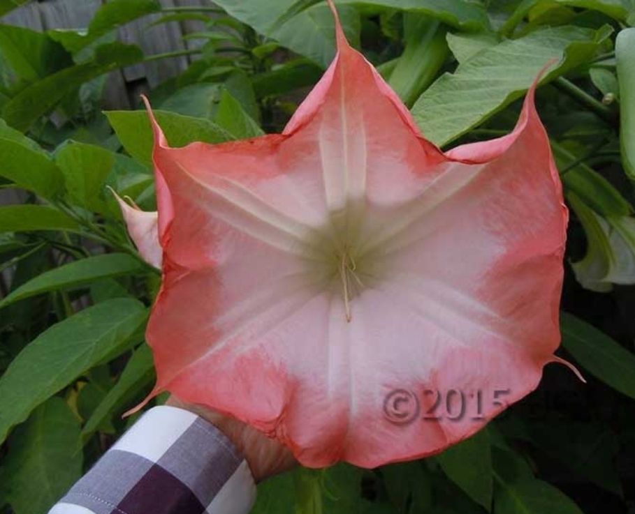 Engletrompet/Brugmansia Raffaela