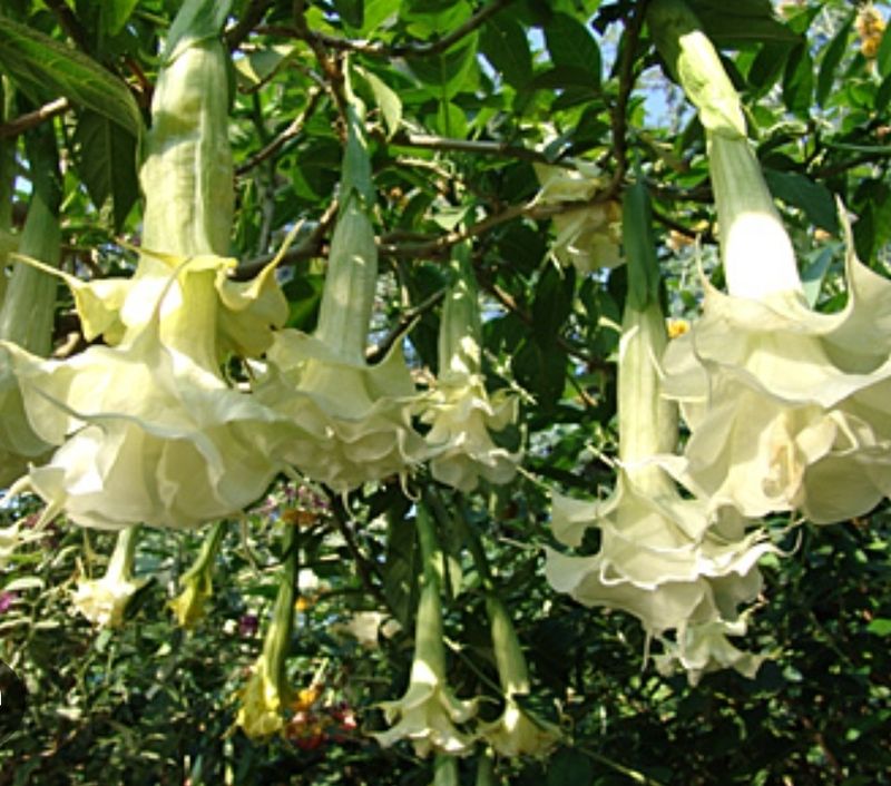 Engletrompet/Brugmansia Angels Proud