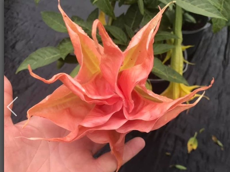 Engletrompet/Brugmansia BF Lieke