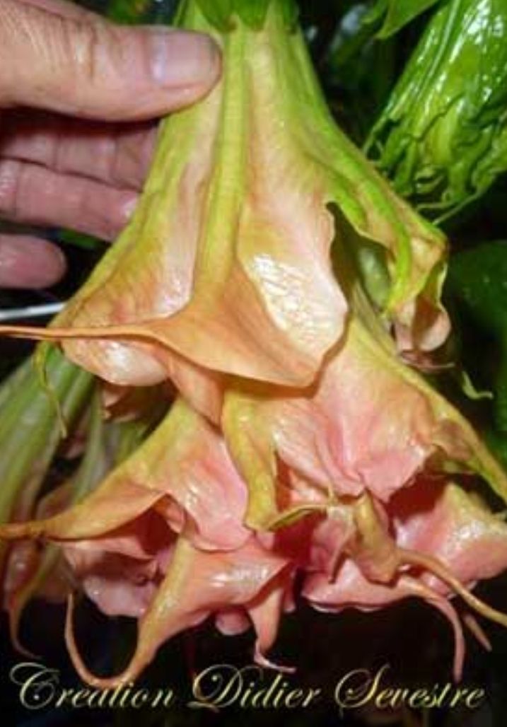 Engletrompet/Brugmansia Delicatesse