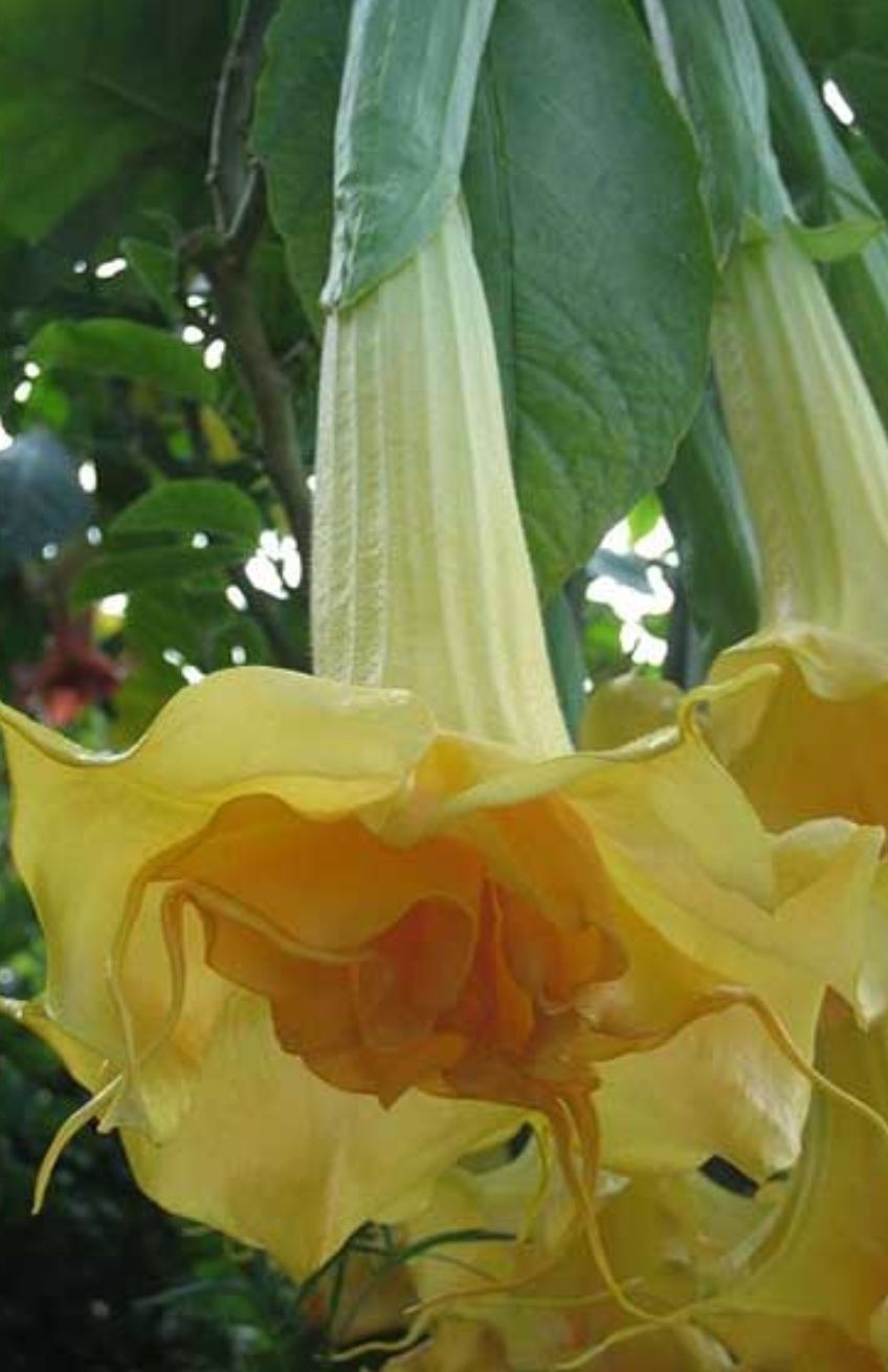 Engletrompet/Brugmansia Goldflame