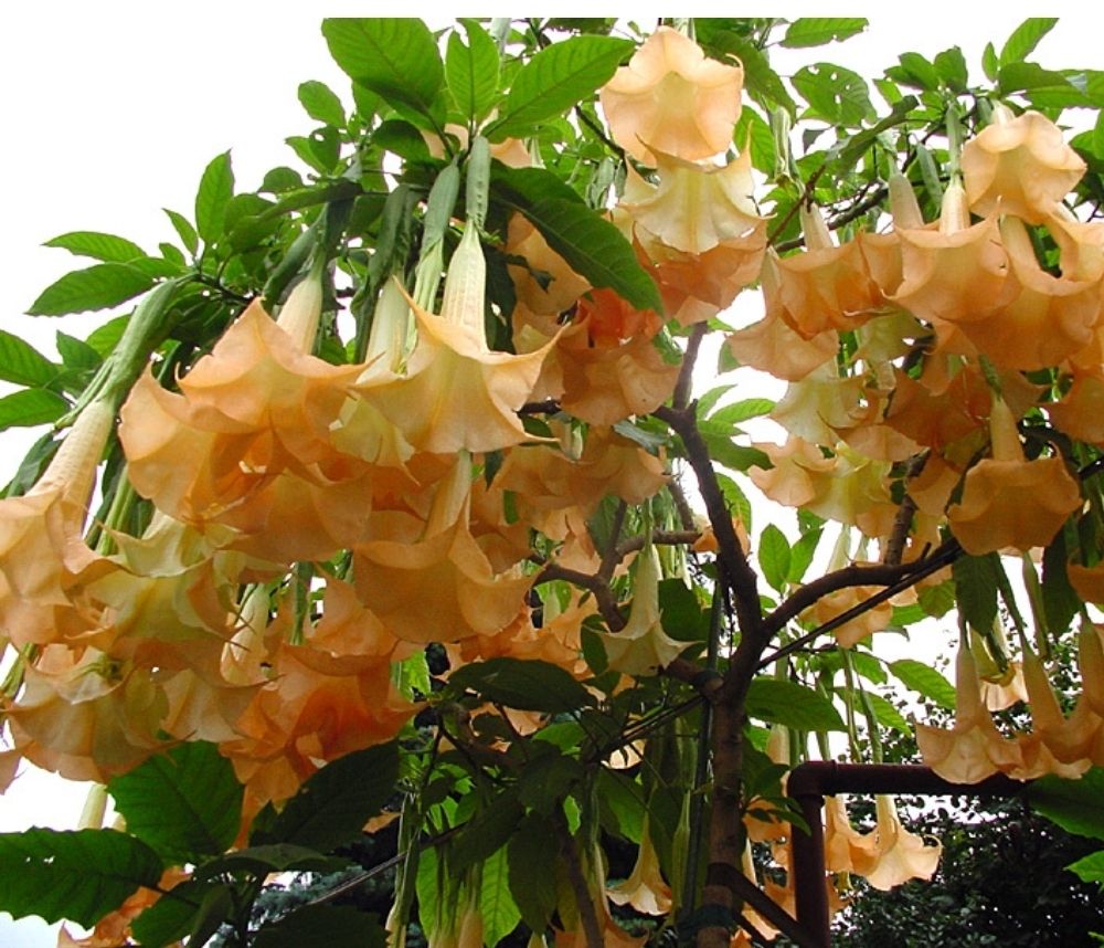 Engletrompet/Brugmansia Orangy