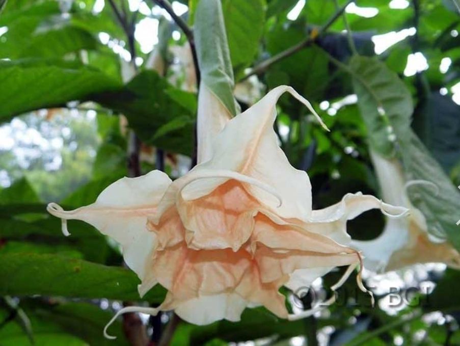Engletrompet/Brugmansia Sweet Fantasie