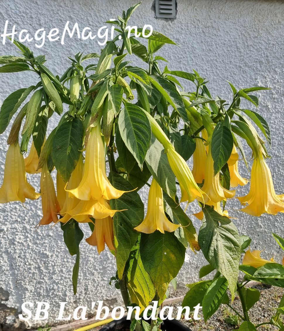 Engletrompet/Brugmansia SB La'Bondant