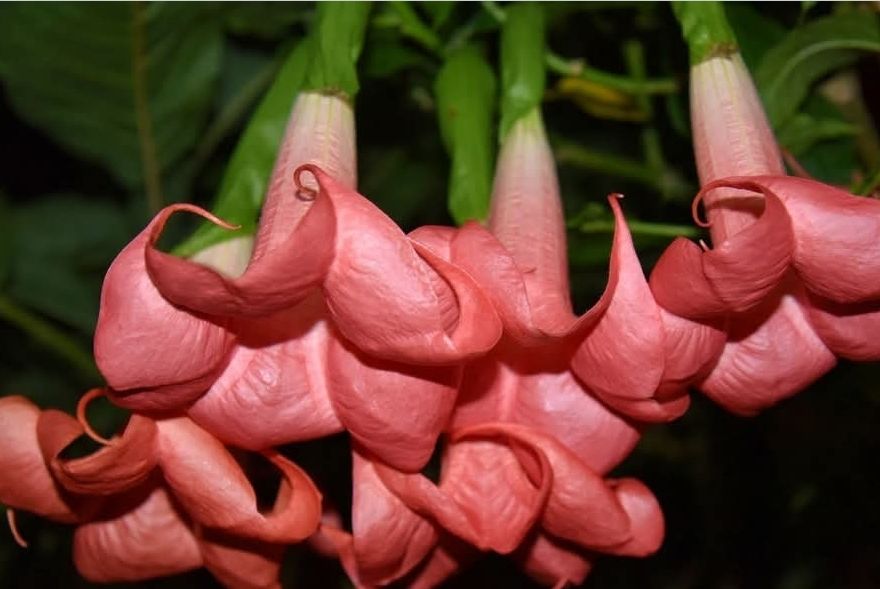 Engletrompet/Brugmansia Super Spot