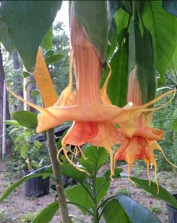 Engletrompet/Brugmansia Miss September